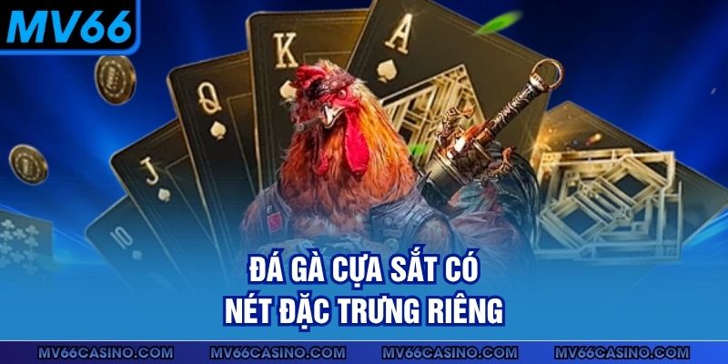 Đá gà cựa sắt có nét đặc trưng riêng Đá gà cựa sắt có nét đặc trưng riêng