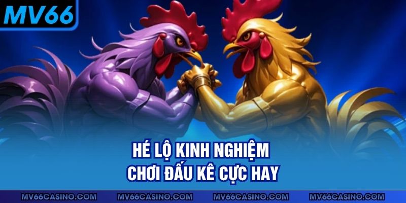 Hé lộ kinh nghiệm chơi đấu kê cực hay Hé lộ kinh nghiệm chơi đấu kê cực hay