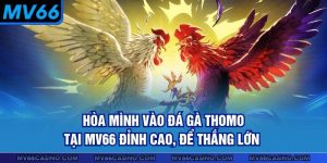 Hòa Mình Vào Đá Gà Thomo Tại MV66 Đỉnh Cao, Để Thắng Lớn